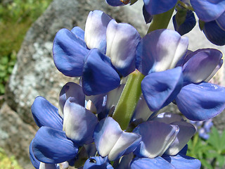 Image showing Lupine Flower