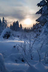 Image showing winter forest in mountains