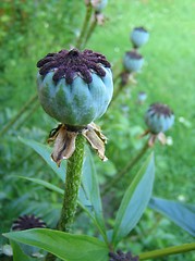 Image showing Poppy pods