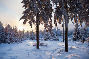 Image showing winter forest in mountains