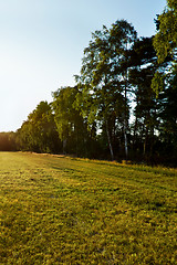 Image showing Field and the tree at sunset