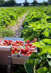 Image showing Closeup of fresh organic strawberries