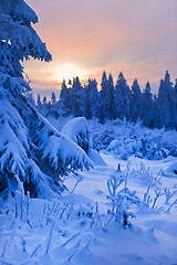 Image showing winter forest in Harz mountains, Germany