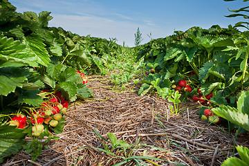 Image showing Closeup of fresh organic strawberries