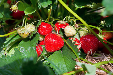 Image showing Closeup of fresh organic strawberries