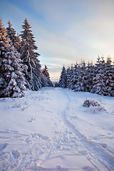 Image showing winter forest in mountains