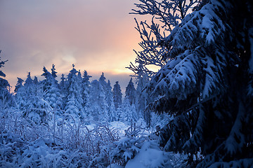 Image showing winter forest in mountains