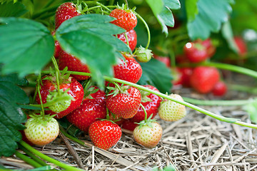 Image showing Closeup of fresh organic strawberries