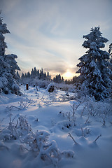 Image showing winter forest in mountains