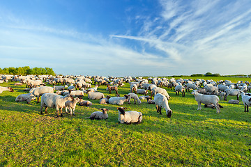 Image showing A summer landscape and herd sheep