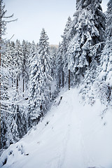 Image showing winter forest in mountains