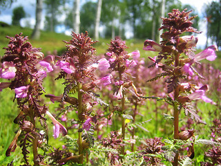 Image showing Flowers