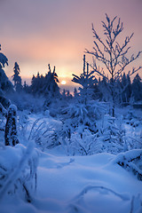 Image showing winter forest in mountains