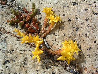 Image showing Yellow flowers