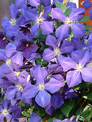 Image showing Clematis flower