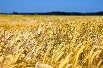 Image showing field of wheat over blue sky