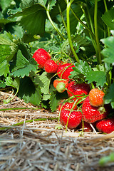 Image showing Closeup of fresh organic strawberries