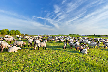 Image showing A summer landscape and herd sheep