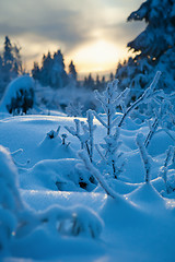 Image showing winter forest in mountains