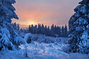 Image showing winter forest in Harz mountains, Germany