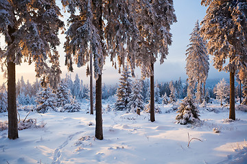 Image showing winter forest in mountains