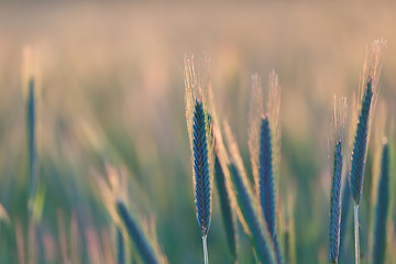 Image showing close up of wheat on sunset