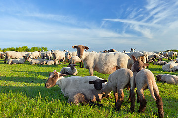 Image showing A summer landscape and herd sheep