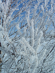 Image showing Branch with ice