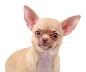 Image showing Chihuahua dog