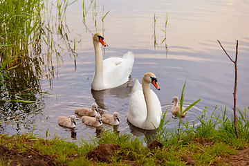 Image showing Swans with nestlings at  sunset