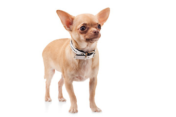 Image showing Chihuahua dog