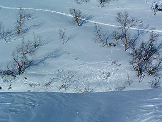 Image showing Tracks in Winterlandscape