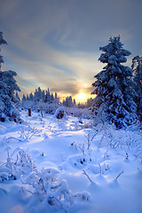 Image showing winter forest in mountains