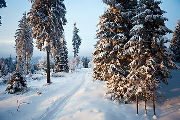 Image showing winter forest in mountains