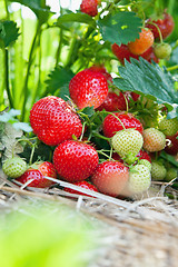 Image showing Closeup of fresh organic strawberries