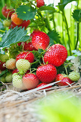 Image showing Closeup of fresh organic strawberries