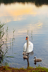 Image showing Swans with nestlings at  sunset