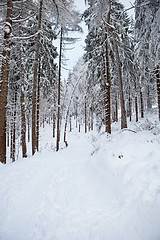 Image showing winter forest in mountains