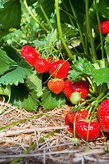 Image showing Closeup of fresh organic strawberries