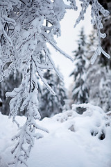 Image showing winter forest in mountains