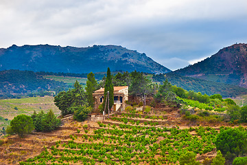 Image showing France, view of vineyards