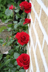 Image showing Red roses in line