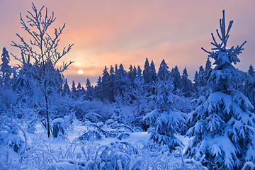 Image showing winter forest in Harz mountains, Germany