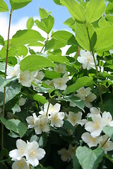 Image showing Jasmin