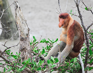 Image showing proboscis monkey long nosed