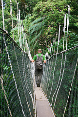 Image showing canopy bridge