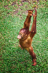 Image showing orangutang portrait