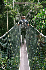 Image showing canopy bridge