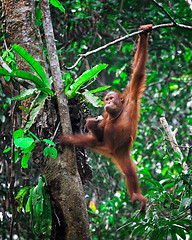 Image showing orangutanf in rainforest