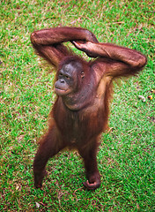 Image showing orangutang portrait